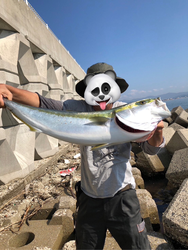 ブリの釣果