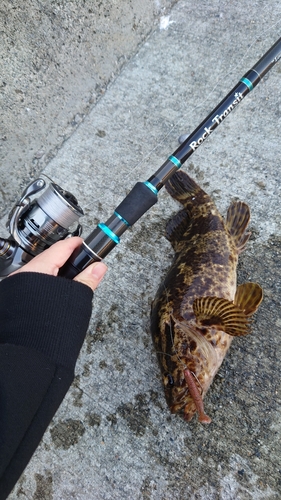 タケノコメバルの釣果