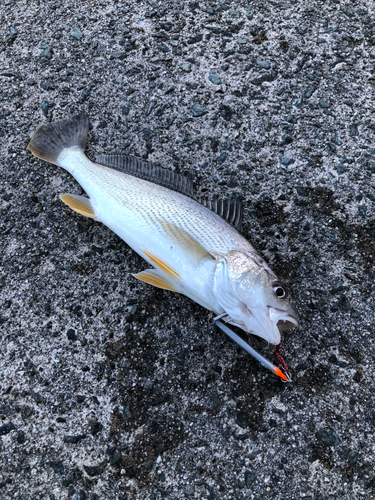 シログチの釣果