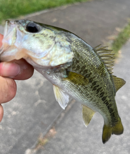 ラージマウスバスの釣果