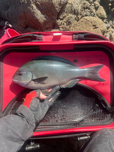 オナガグレの釣果