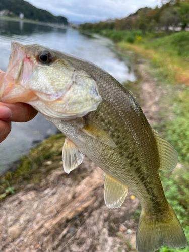 ラージマウスバスの釣果