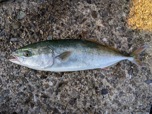 ヤズの釣果