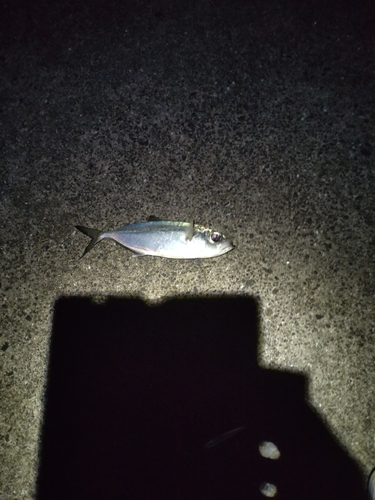 メアジの釣果