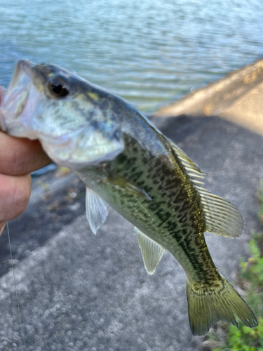 ラージマウスバスの釣果