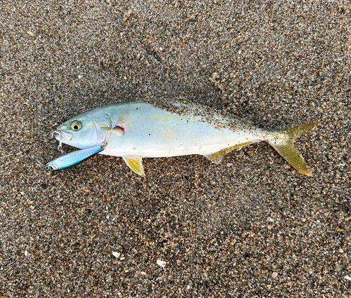 ワカシの釣果