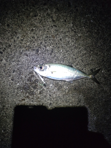 メアジの釣果