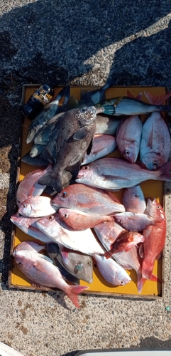 ハナダイの釣果