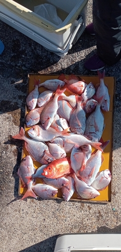 ハナダイの釣果