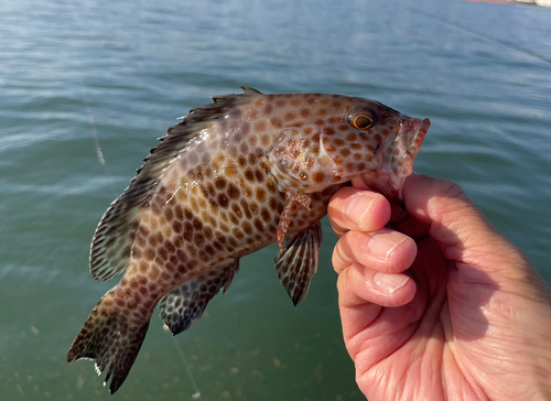 オオモンハタの釣果