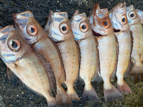 キントキダイの釣果