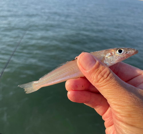 キスの釣果