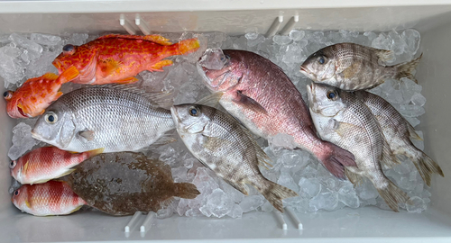 マダイの釣果