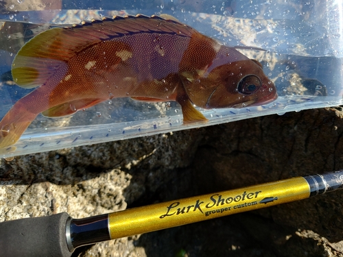 アカハタの釣果