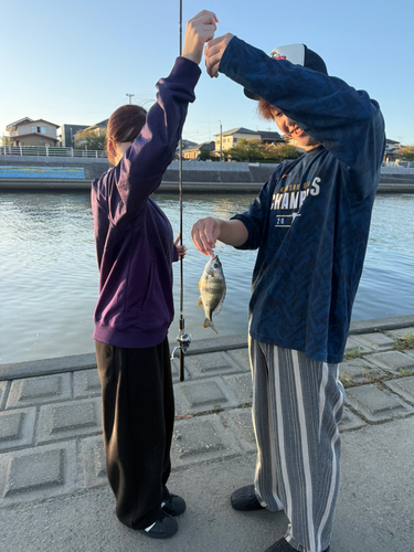 キビレの釣果