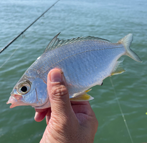 クロサギの釣果