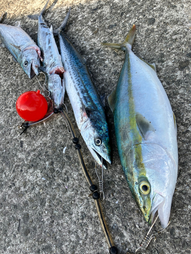 ヤズの釣果