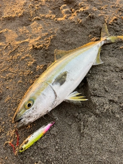 ワカシの釣果