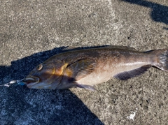 アイナメの釣果