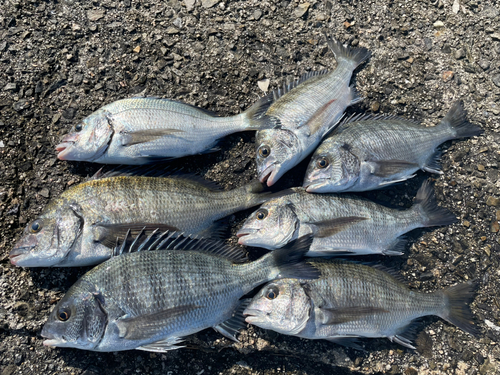 チヌの釣果