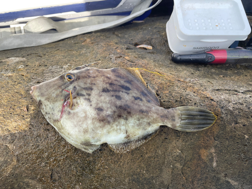 カワハギの釣果