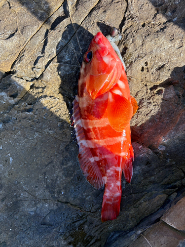 アカハタの釣果