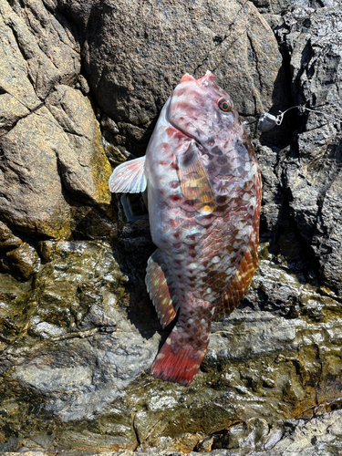 アオブダイの釣果