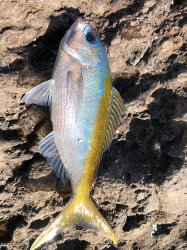 ヘダイの釣果