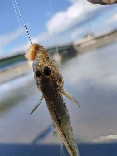 ハゼの釣果