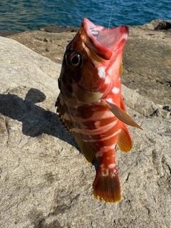 アカハタの釣果