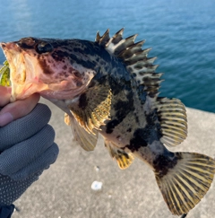 ベッコウゾイの釣果