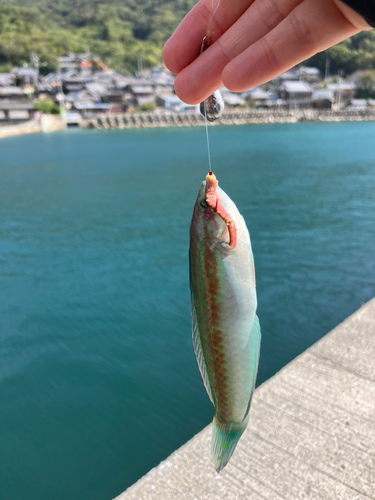 ベラの釣果