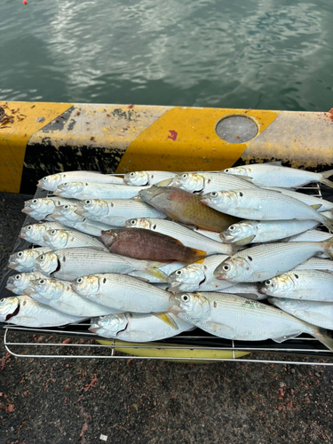 コノシロの釣果