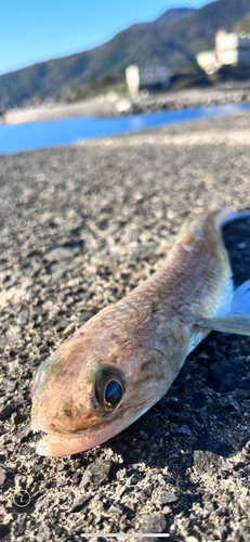 エソの釣果