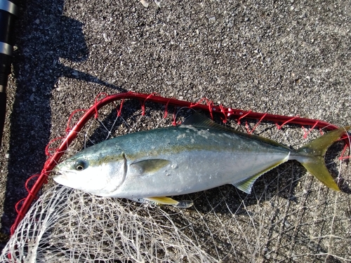 イナダの釣果