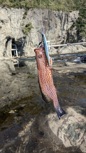 キジハタの釣果