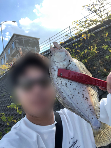 カレイの釣果