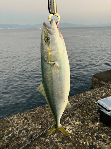 ヤズの釣果