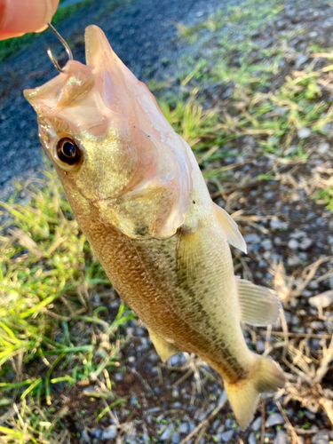 ラージマウスバスの釣果