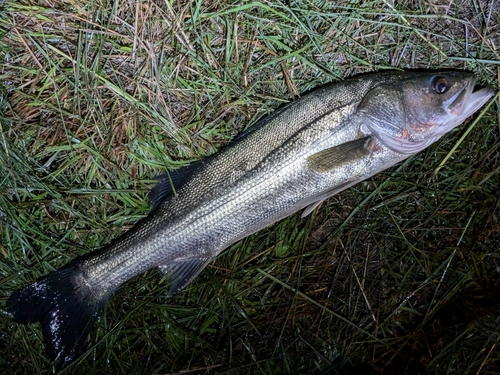 スズキの釣果