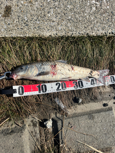 ニゴイの釣果