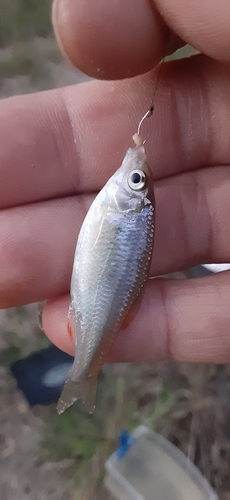 ヤリタナゴの釣果