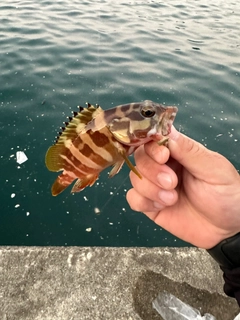 アカハタの釣果