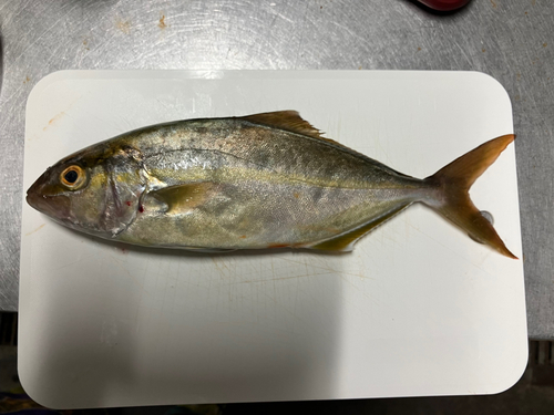 ショゴの釣果