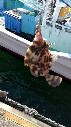 カワハギの釣果