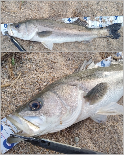 シーバスの釣果