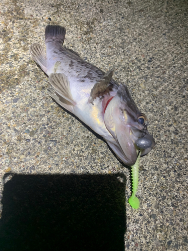 クロソイの釣果