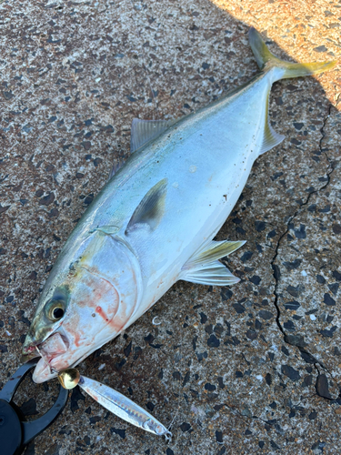 ハマチの釣果