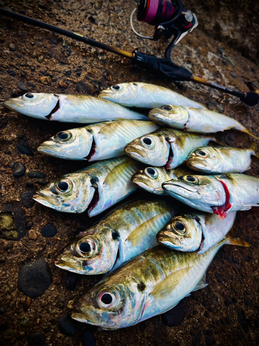 アジの釣果