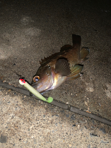 エゾメバルの釣果